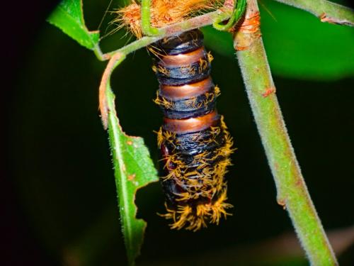 Lymantria sp.